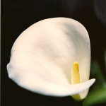Photograph, Still Life: "Calla Lilly" by Camille DeFer Thompson